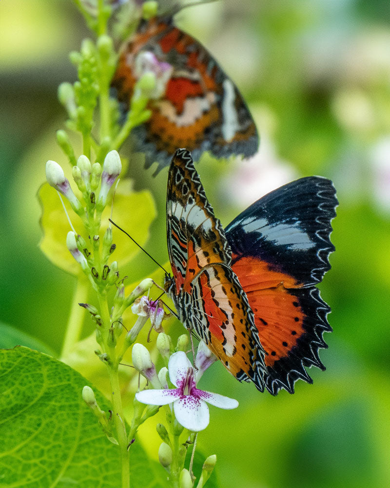 Jardín de Mariposas