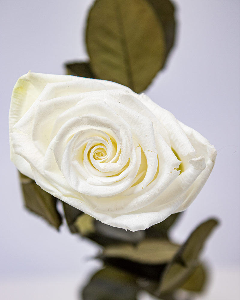 Rosa Blanca